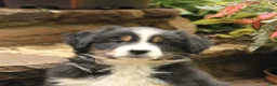 Australian Shepherd dogs for sale: Maddy - Ad 4
