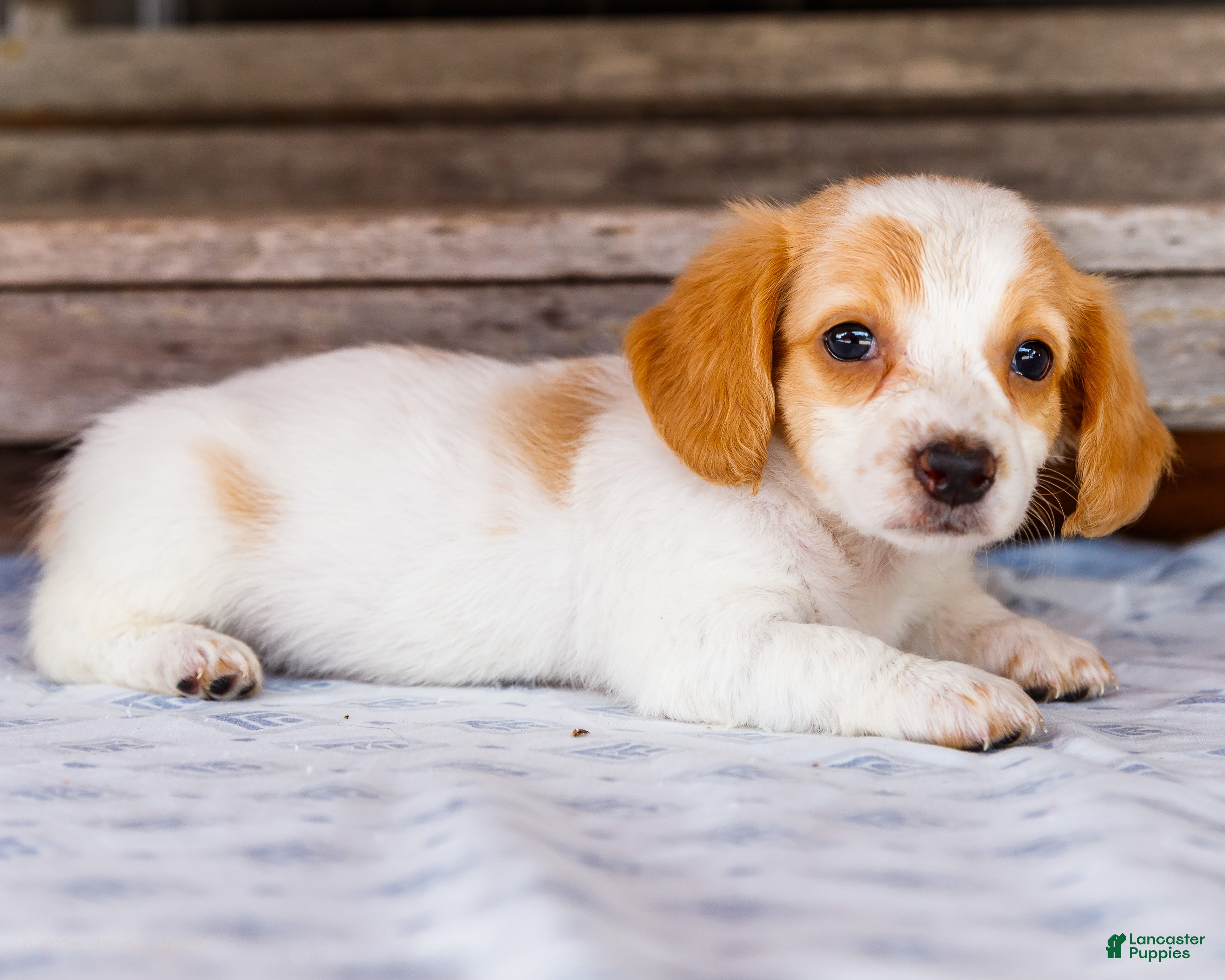 Miniature Dachshund dogs Charlotte - Ad 1