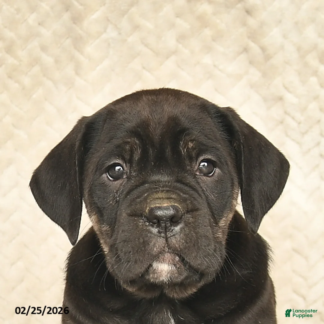 Cane Corso dogs for sale: Viola  - Ad 5