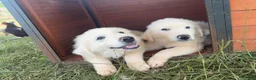 Great Pyrenees dogs for sale: Great Pyrenees 3 - Ad 8