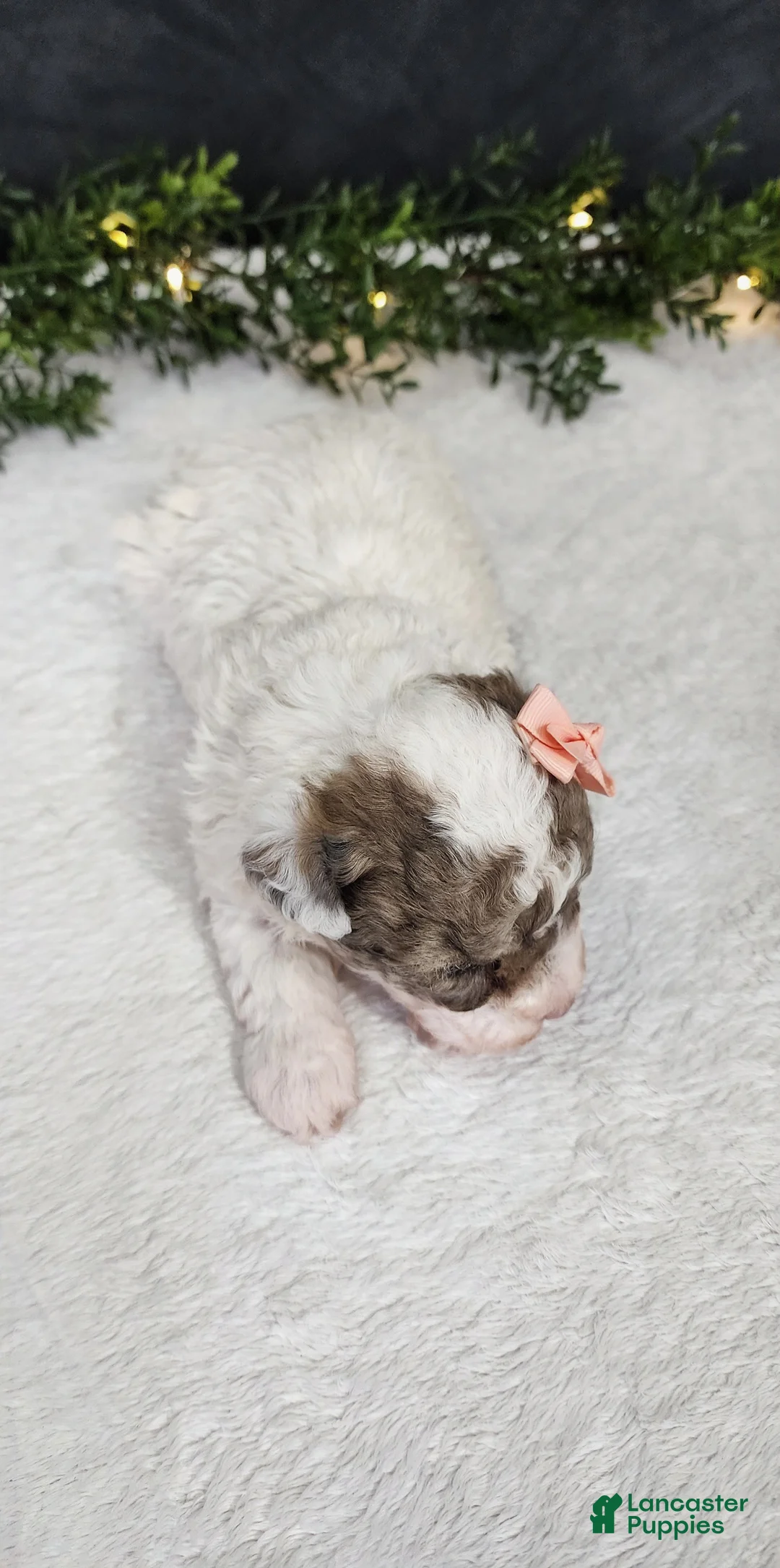 Miniature Poodle dogs for sale: Teddy - Ad 2