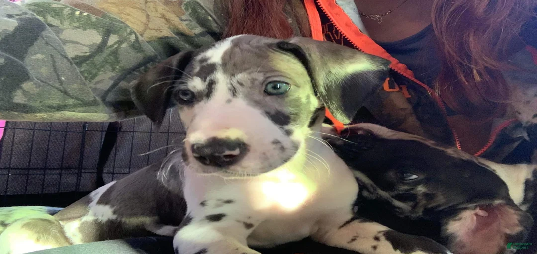 Gallery Image {{count}}