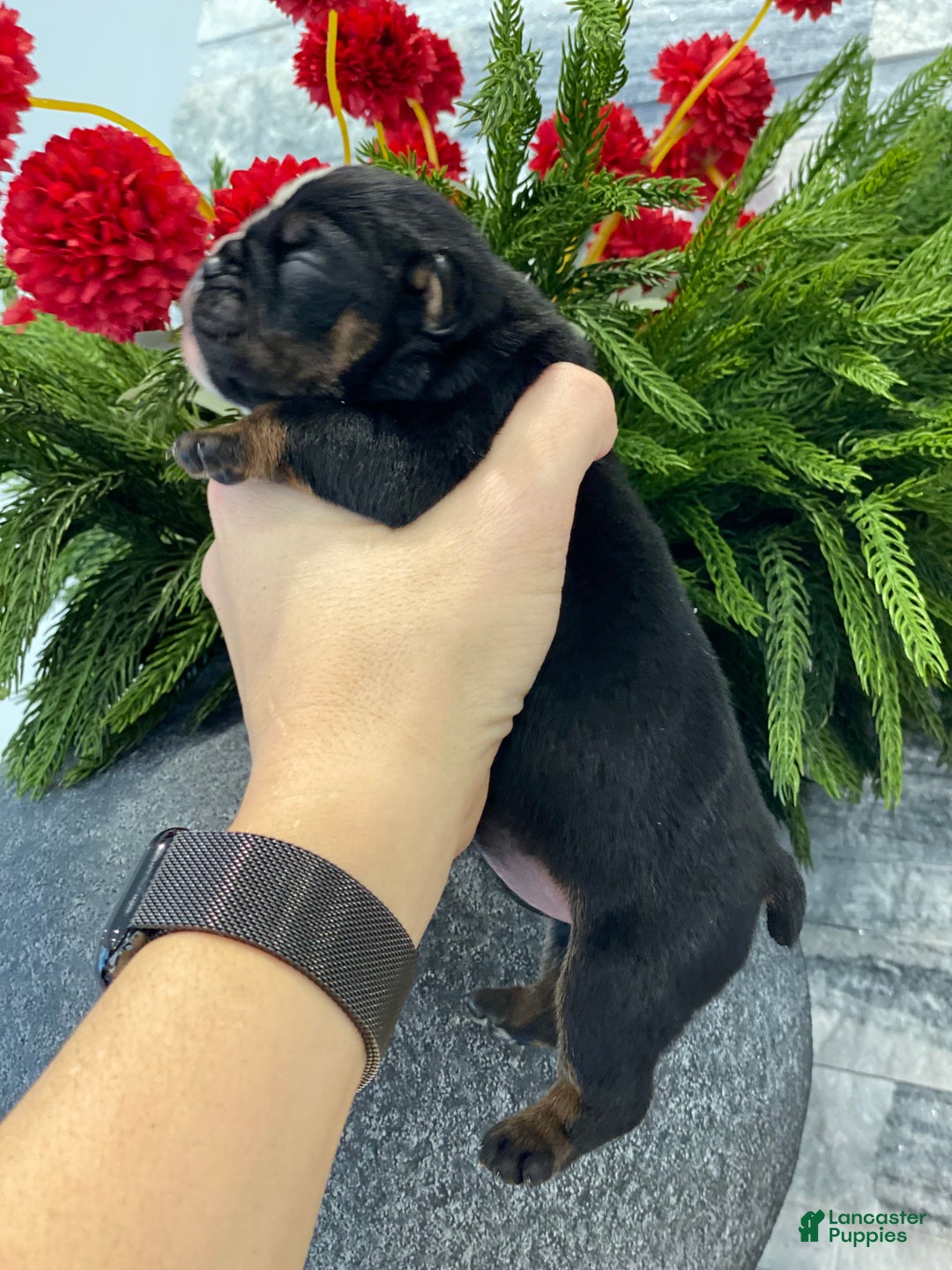 English Bulldog dogs for sale: Sweetheart  - Ad 3