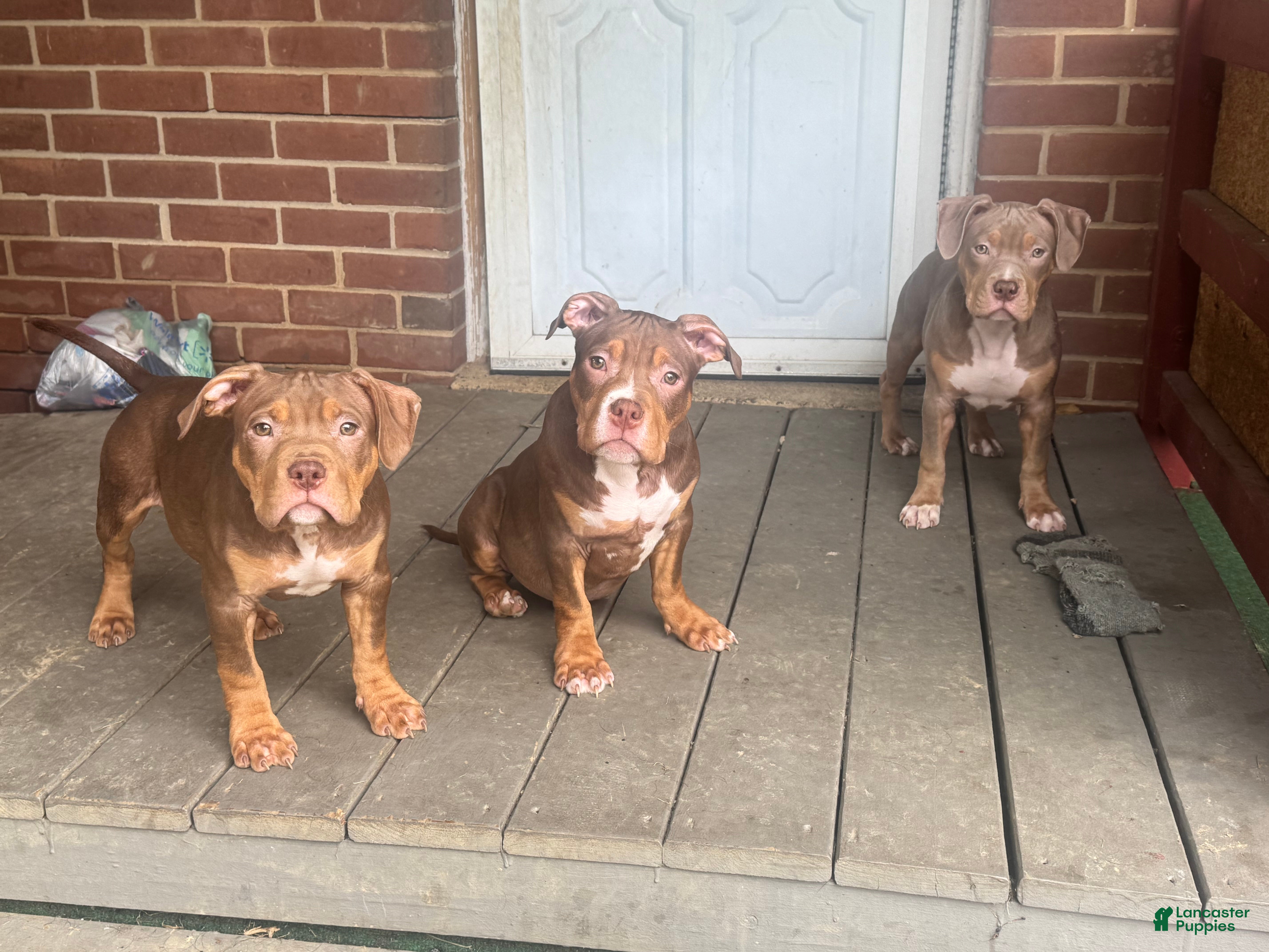 American Bully dogs Pork - Ad 1
