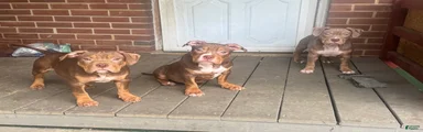 Pork