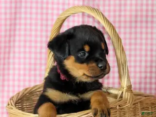 Rottweiler dogs Billy - Ad 2