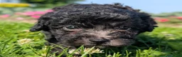 Toy Poodle dogs for sale: Black Tea - Ad 4