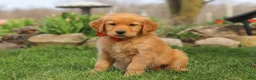 Golden Retriever dogs for sale: Rusty - Ad 3