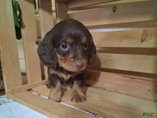 Dachshund dogs Meeka - Ad 6