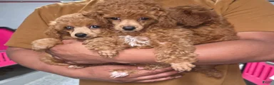 Toy Poodle lucas 