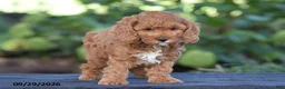 Cavapoo dogs for sale: Kyle - Ad 5
