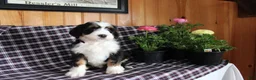Bernedoodle dogs for sale: Captain - Ad 5