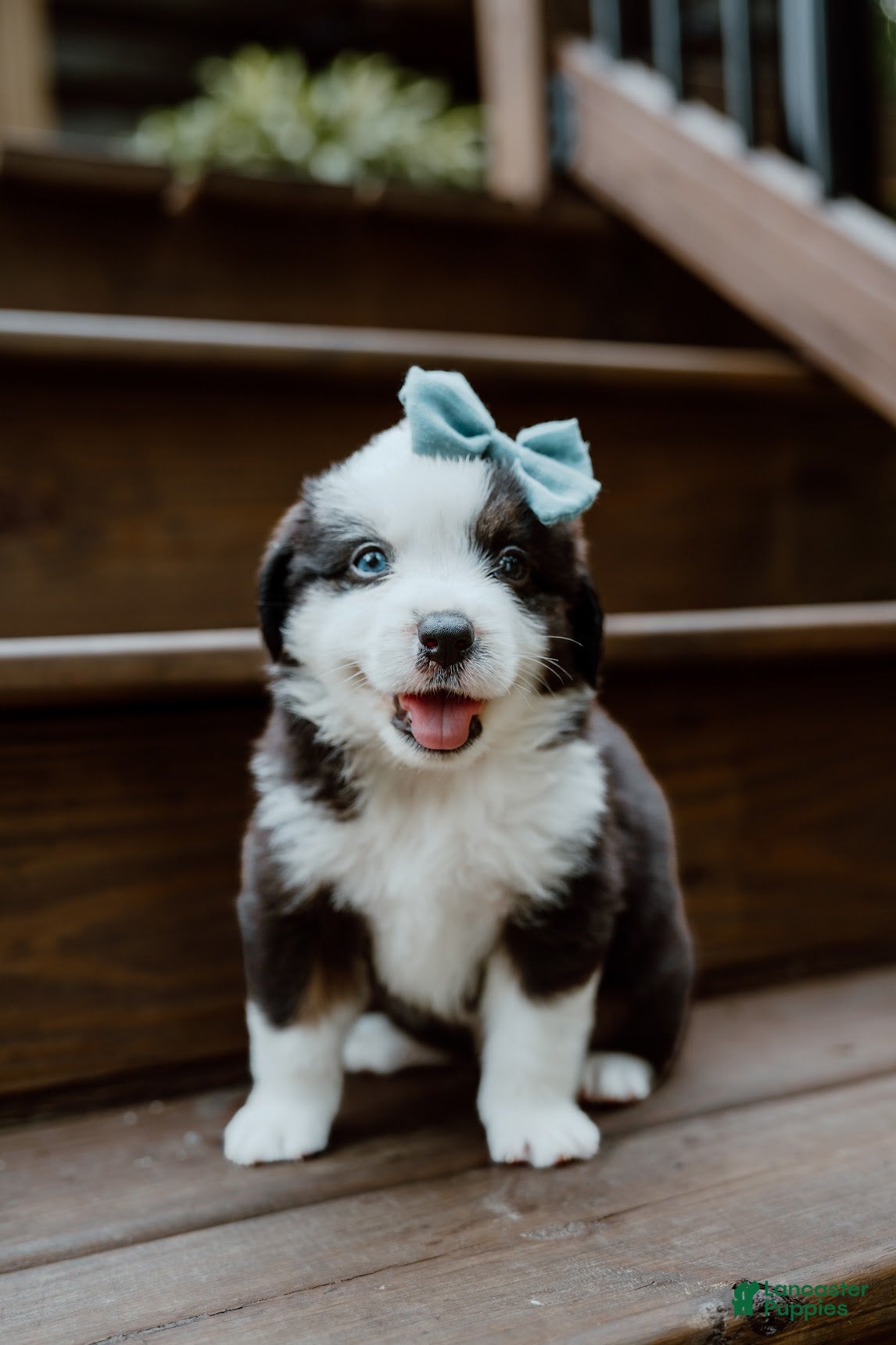 Miniature Australian Shepherd dogs Banjo - Ad 2