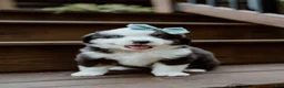 Miniature Australian Shepherd dogs for sale: Banjo - Ad 2