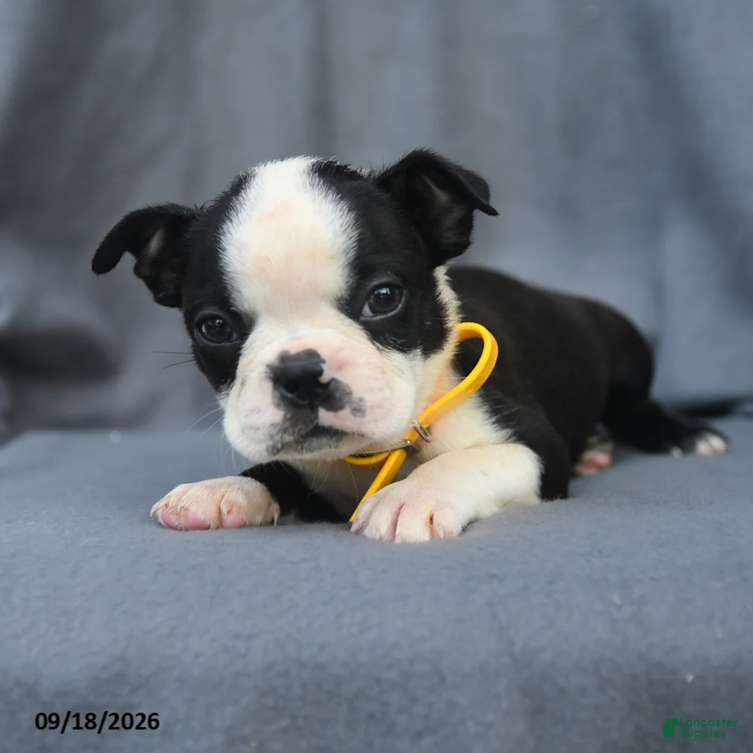 Boston Terrier dogs for sale: Oreo - Ad 2