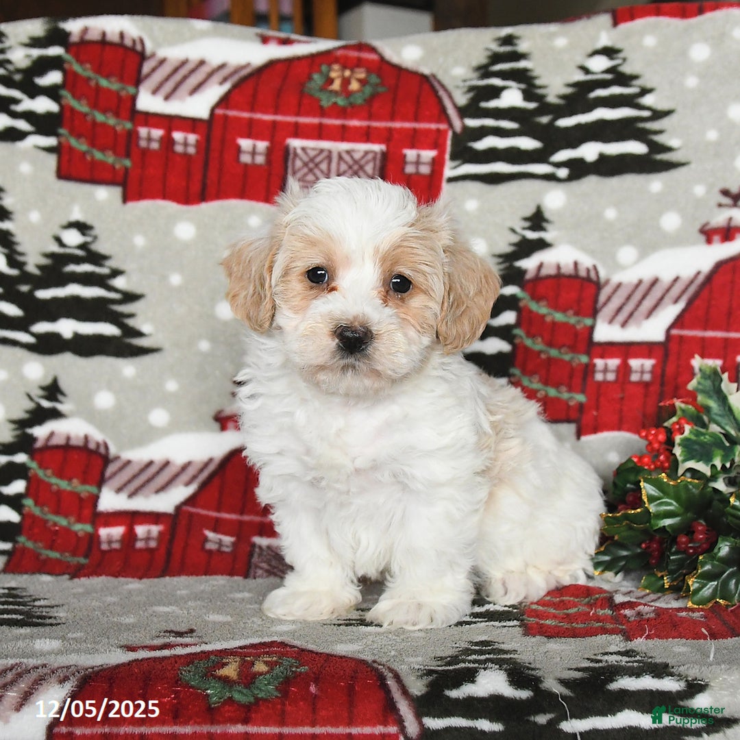 Maltipoo dogs for sale: Beck - Ad 1