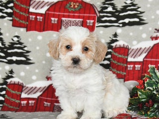 Maltipoo dogs Beck - Ad 31