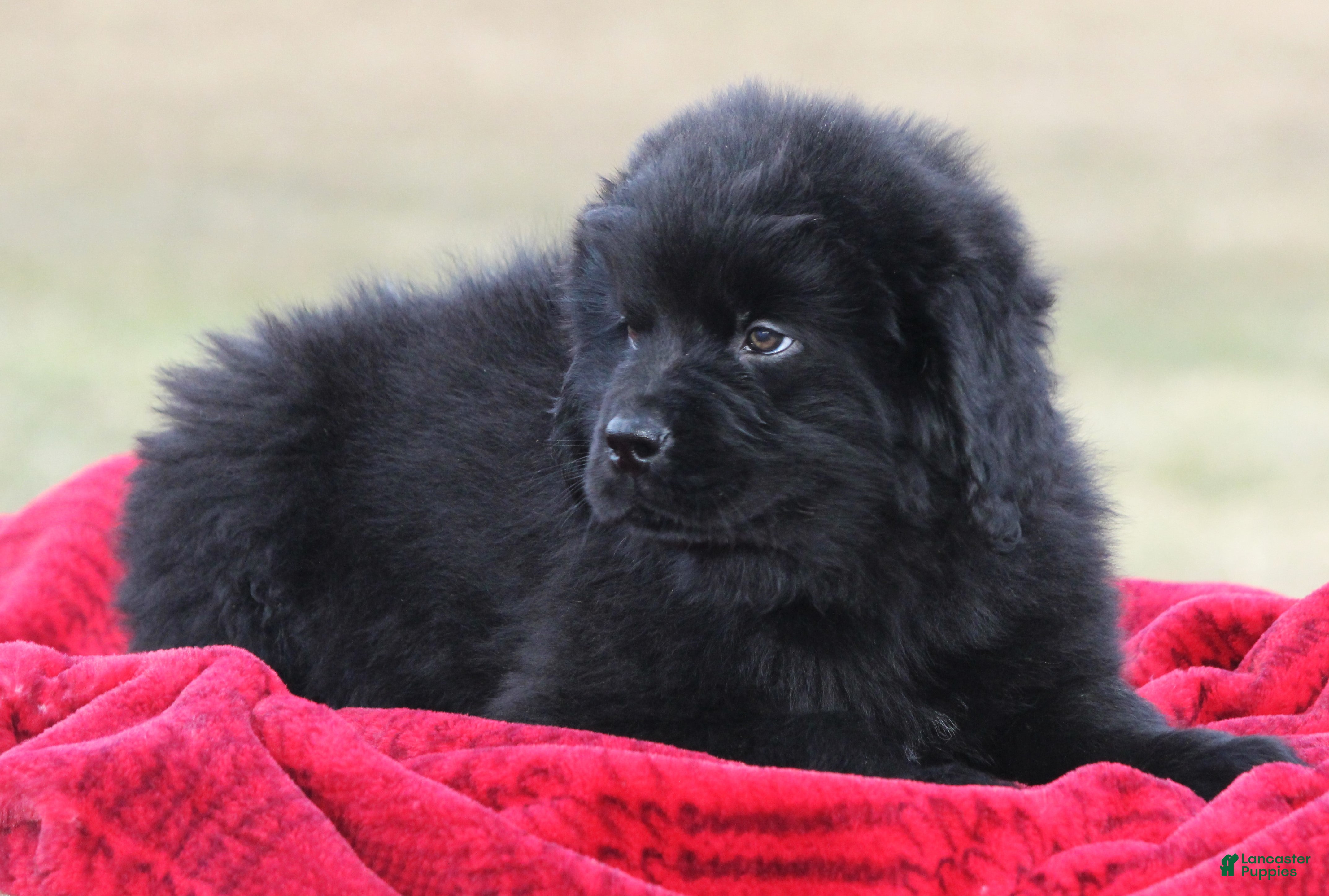Newfoundland dogs Tia-pending - Ad 10