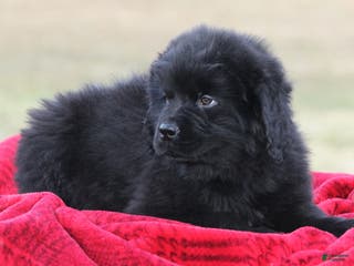 Newfoundland dogs Tia-pending - Ad 29