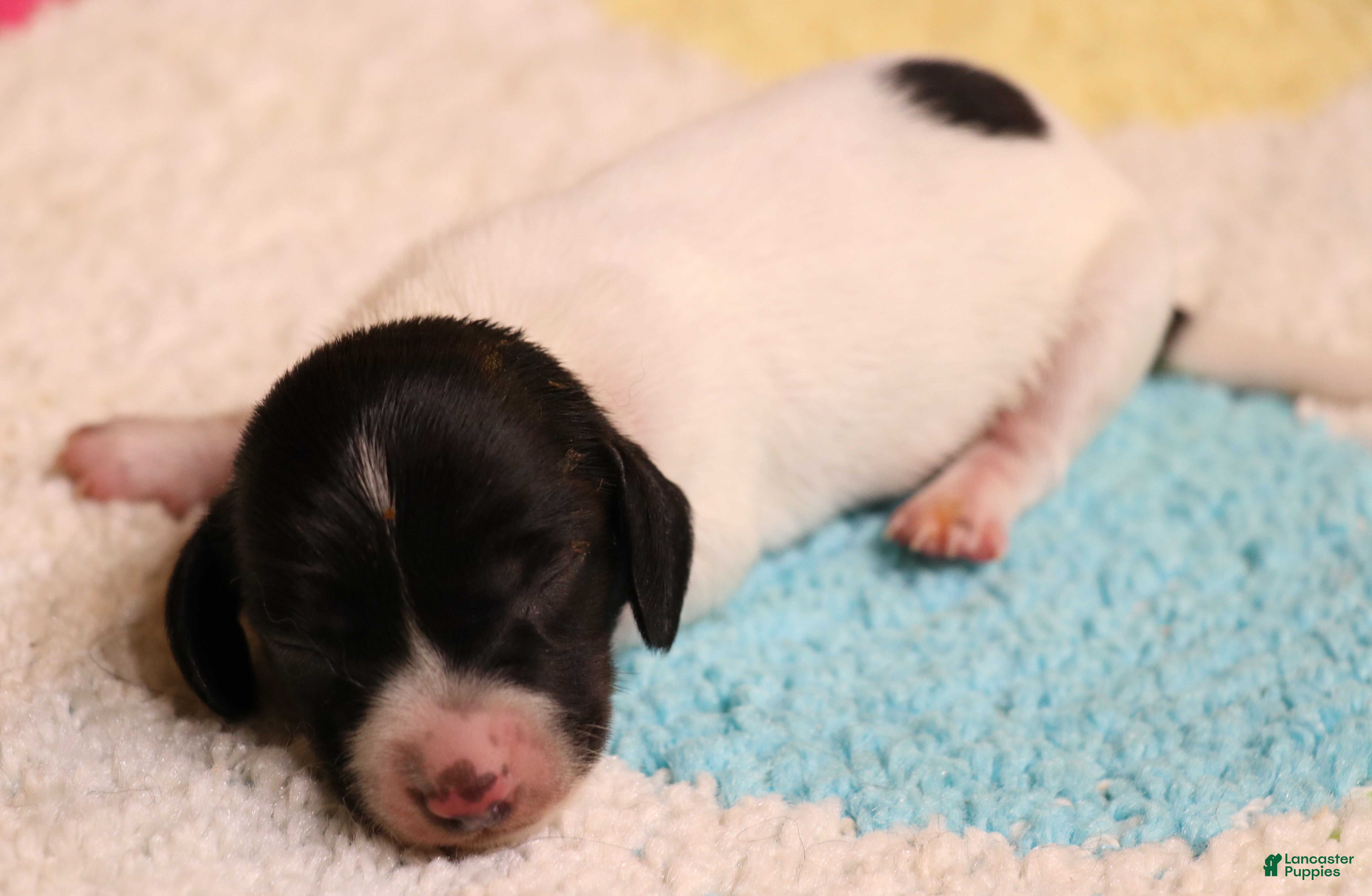 Miniature Dachshund dogs Peterson black/tan pied smooth male - Ad 24