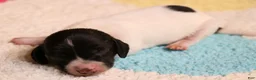 Miniature Dachshund dogs for sale: Peterson black/tan pied smooth male - Ad 1