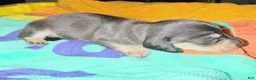 Dachshund dogs for sale: Dachshund Puppy 6 - Ad 2