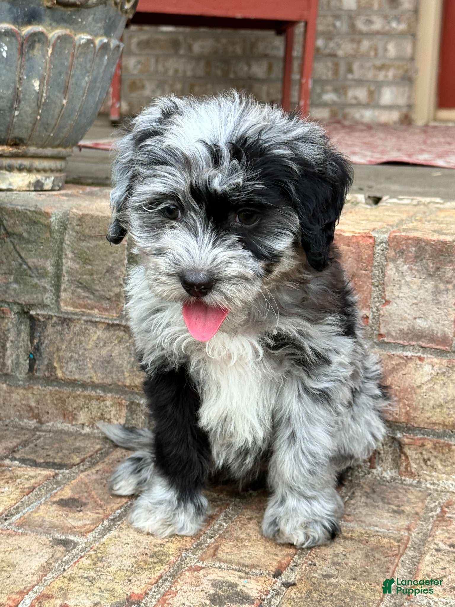 Mini Bernedoodle dogs Nala - Ad 7