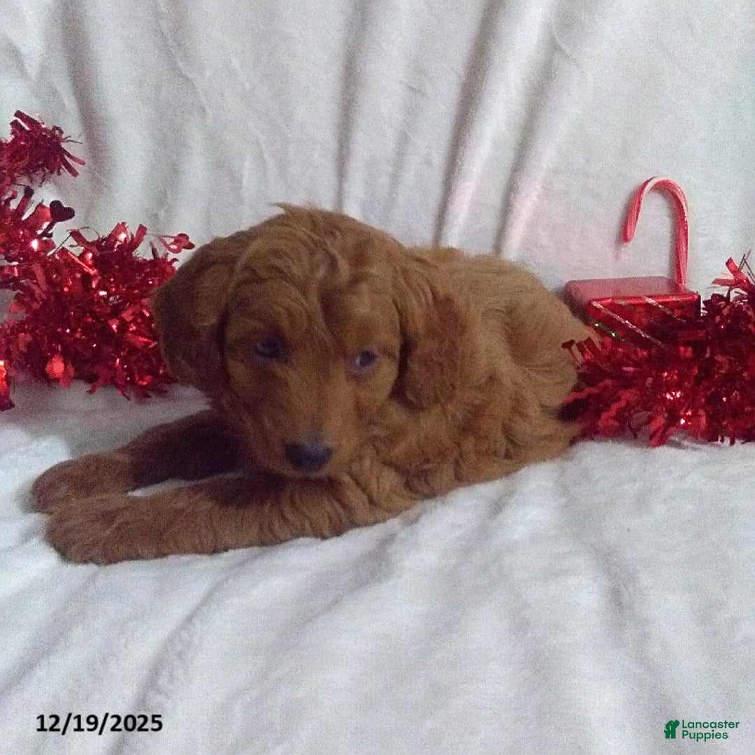 Mini Goldendoodle dogs for sale: Rudolph - Ad 2
