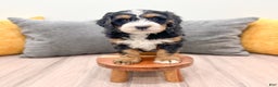 Mini Bernedoodle dogs for sale: Layla - Ad 2