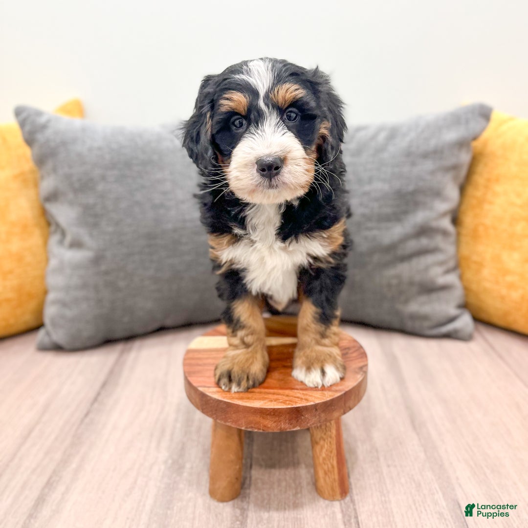 Mini Bernedoodle dogs for sale: Layla - Ad 2