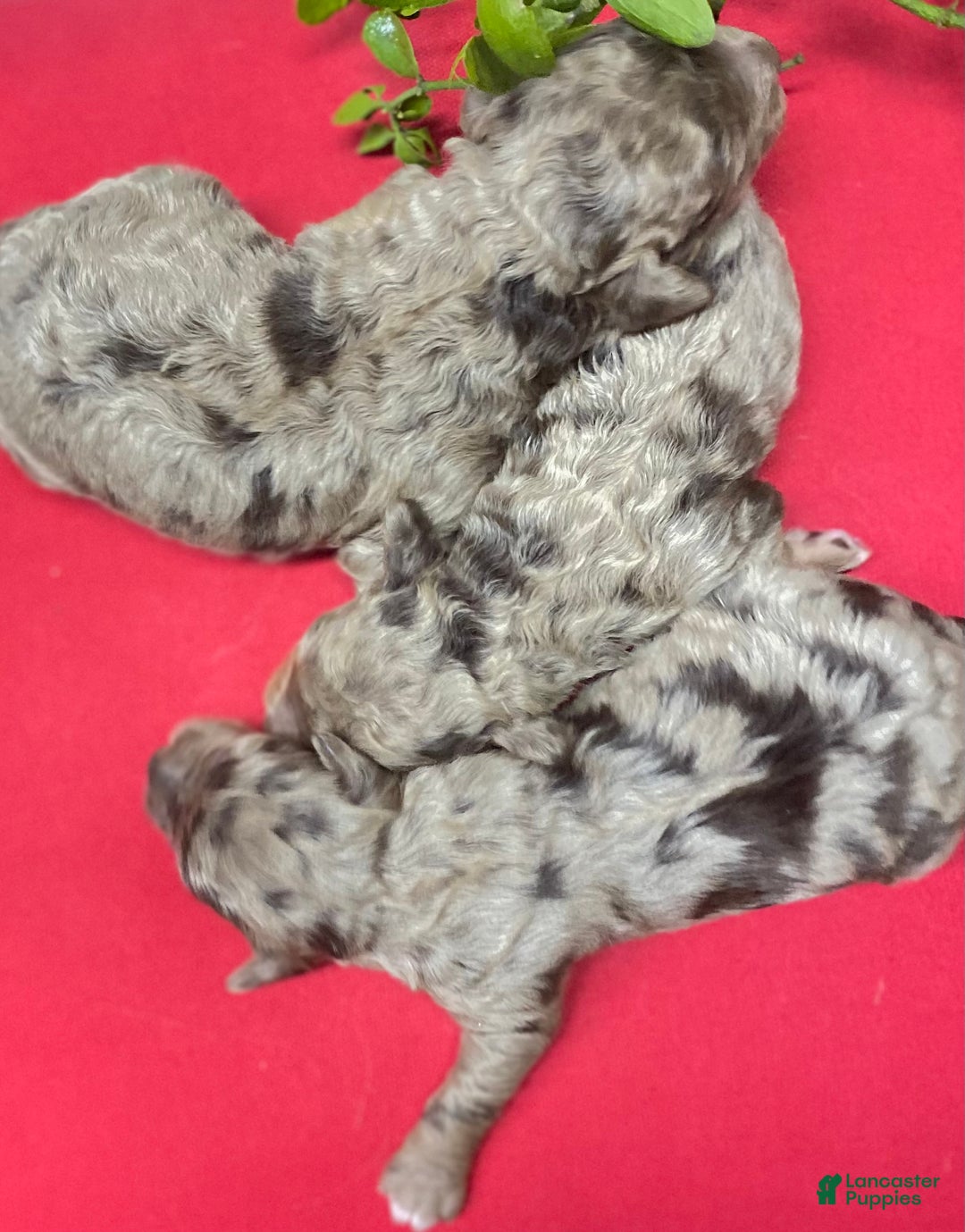Cockapoo dogs for sale: Cockapoo Puppy 4 - Ad 2