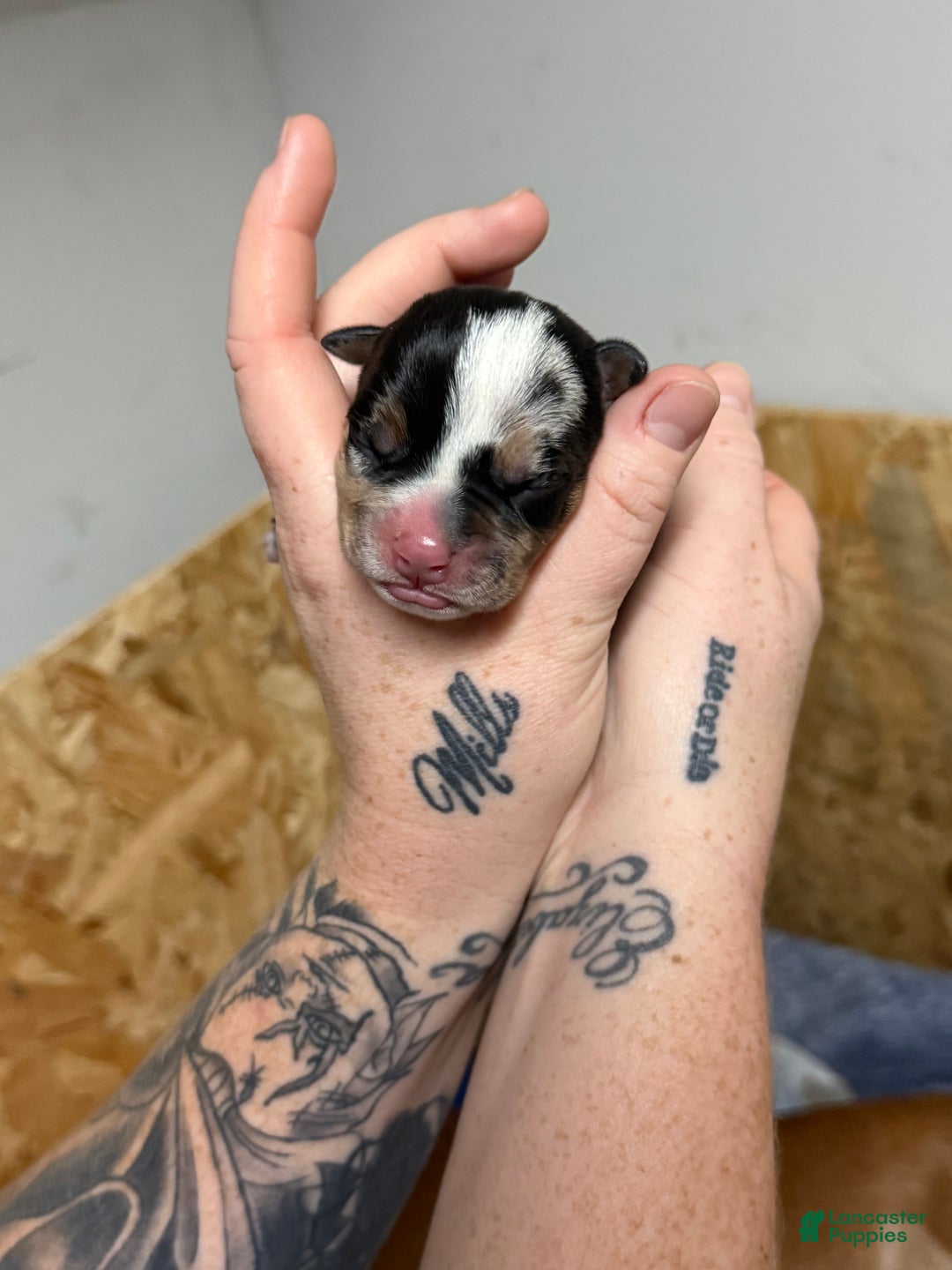 American Bully dogs for sale: Urban - Ad 20