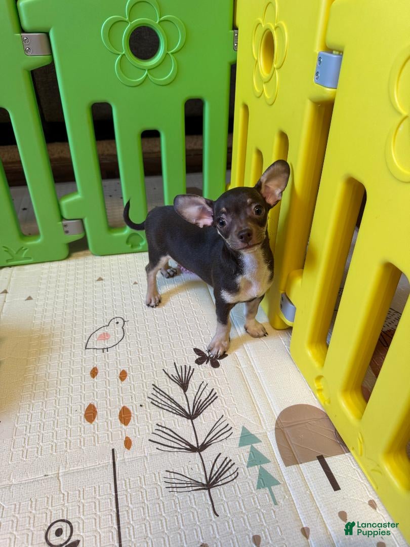 Chihuahua dogs Remus - Ad 2