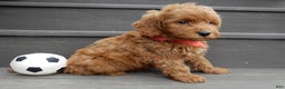 Mini Goldendoodle dogs for sale: Evan - Ad 8