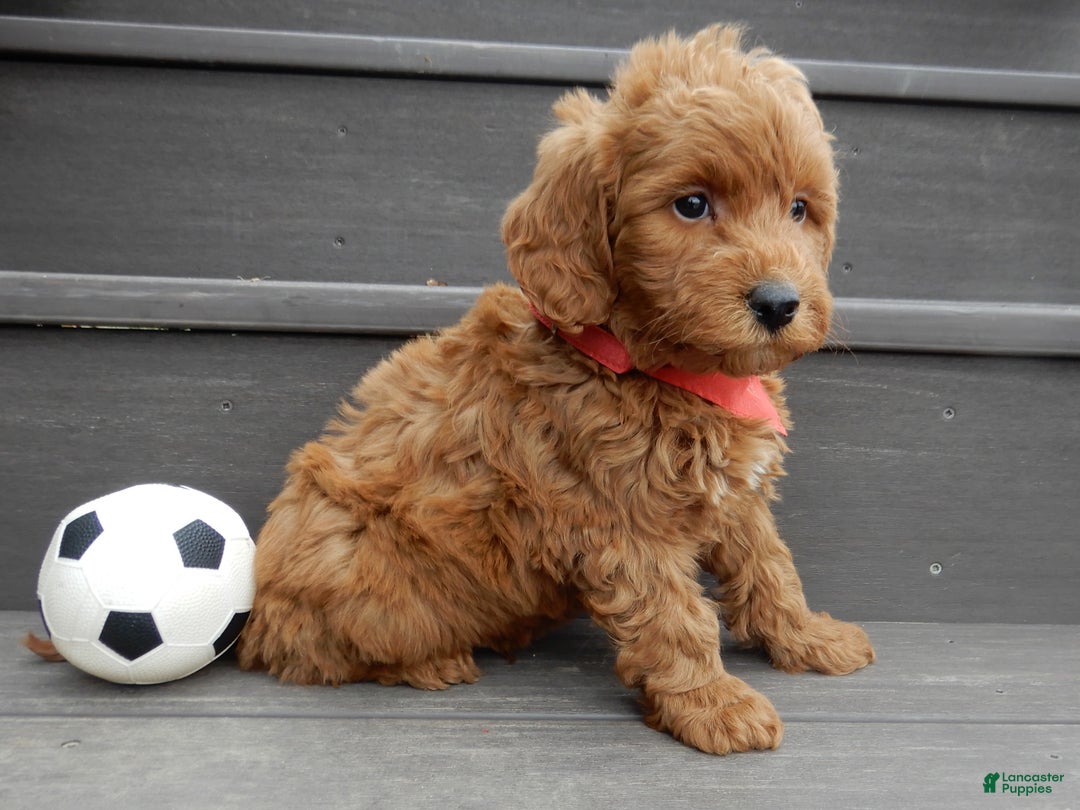 Mini Goldendoodle dogs for sale: Evan - Ad 8