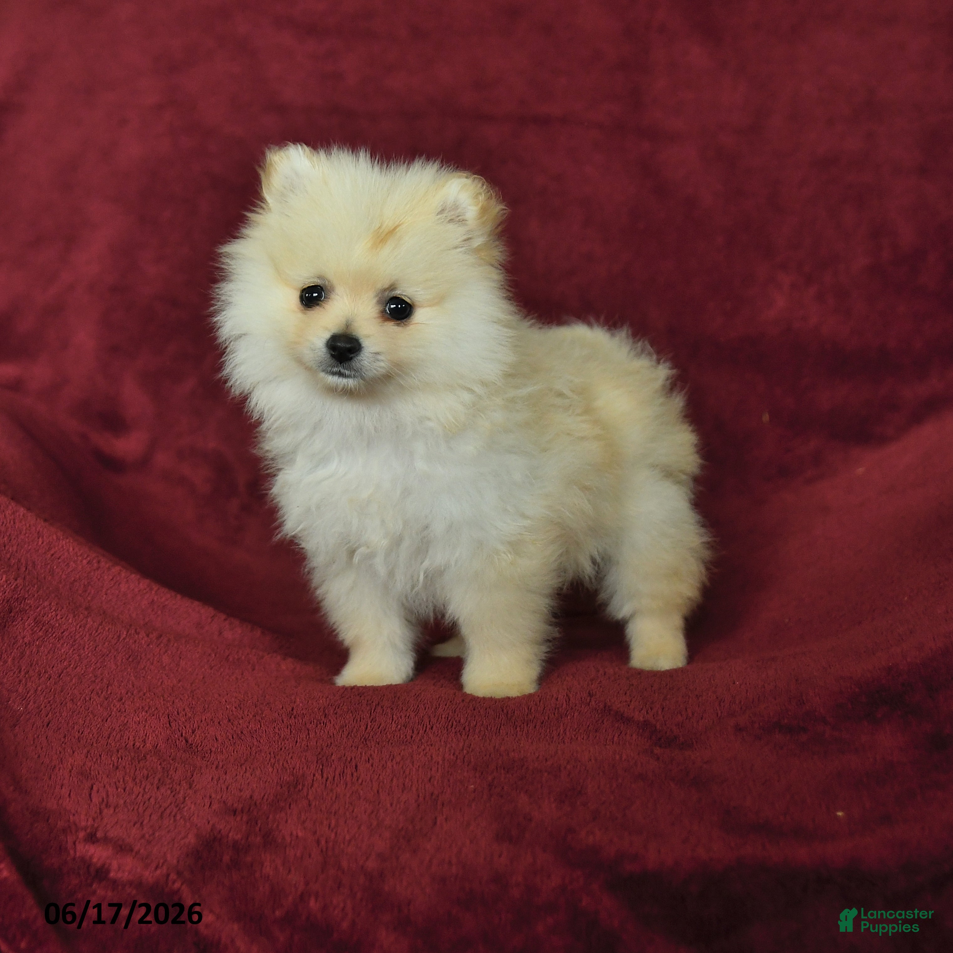 Pomeranian dogs Chase - Ad 1