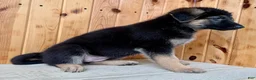 German Shepherd dogs for sale: Pattie - Ad 3