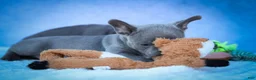 Frenchton dogs for sale: Quest - Ad 23