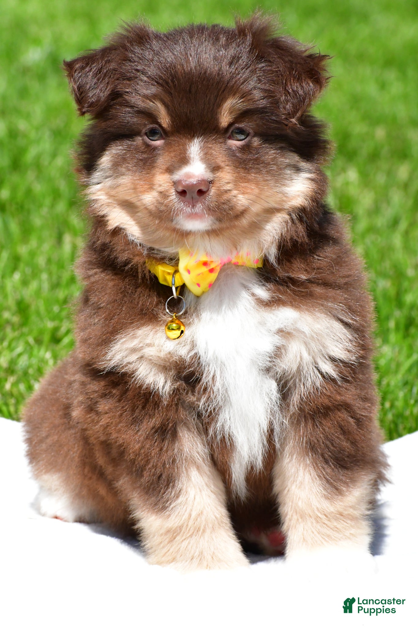 Miniature Australian Shepherd dogs for sale: Bessie - Ad 4