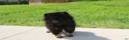 Pomeranian dogs for sale: Connie  - Ad 6