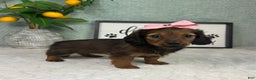Miniature Dachshund dogs for sale: Delilah  - Ad 5