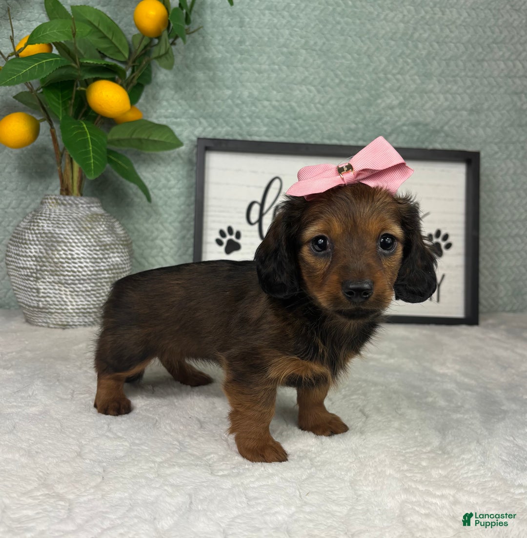 Miniature Dachshund dogs for sale: Delilah  - Ad 5