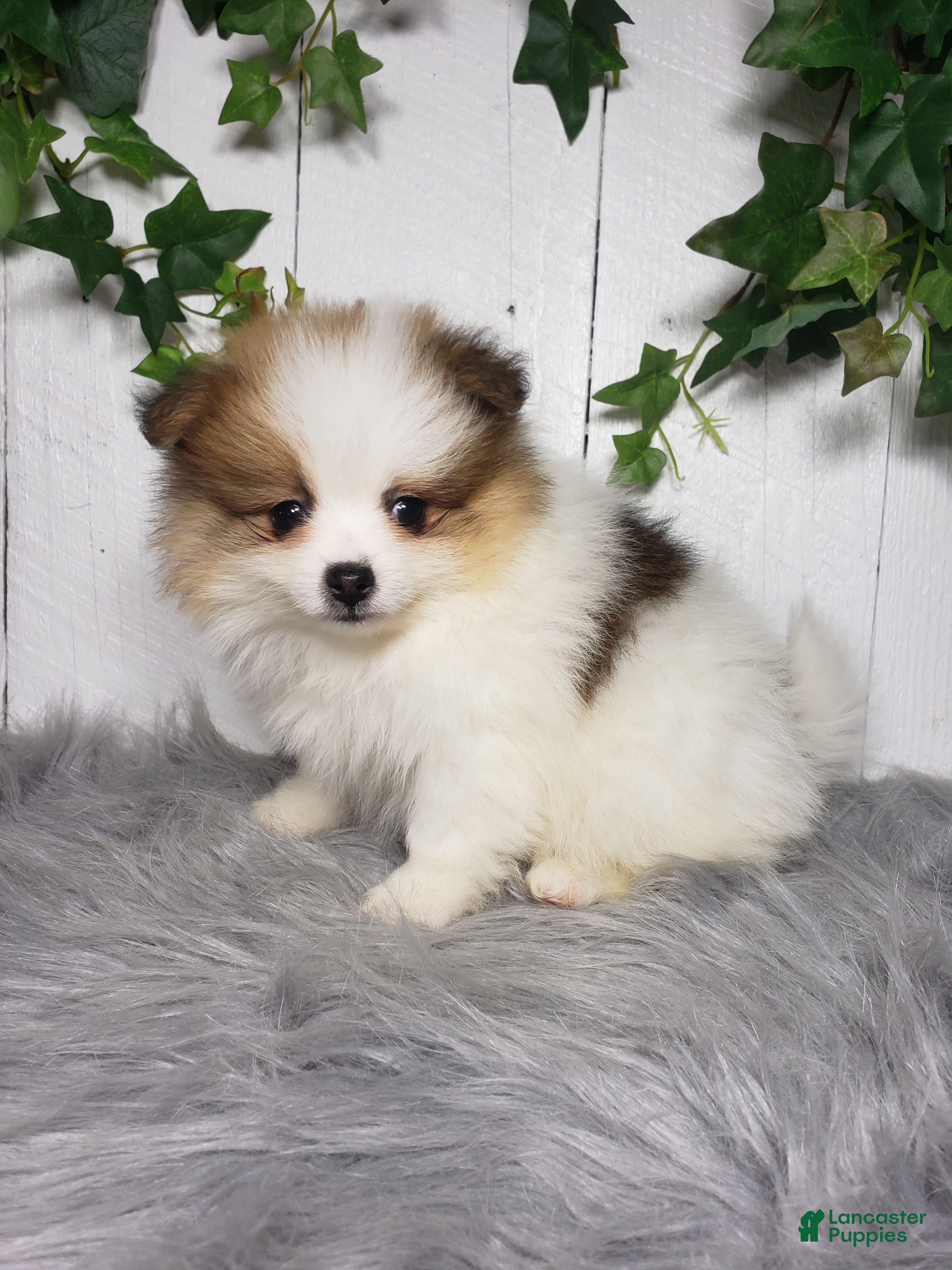 Pomeranian dogs Paige  - Ad 1