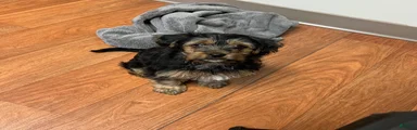 Yorkshire Terrier 1