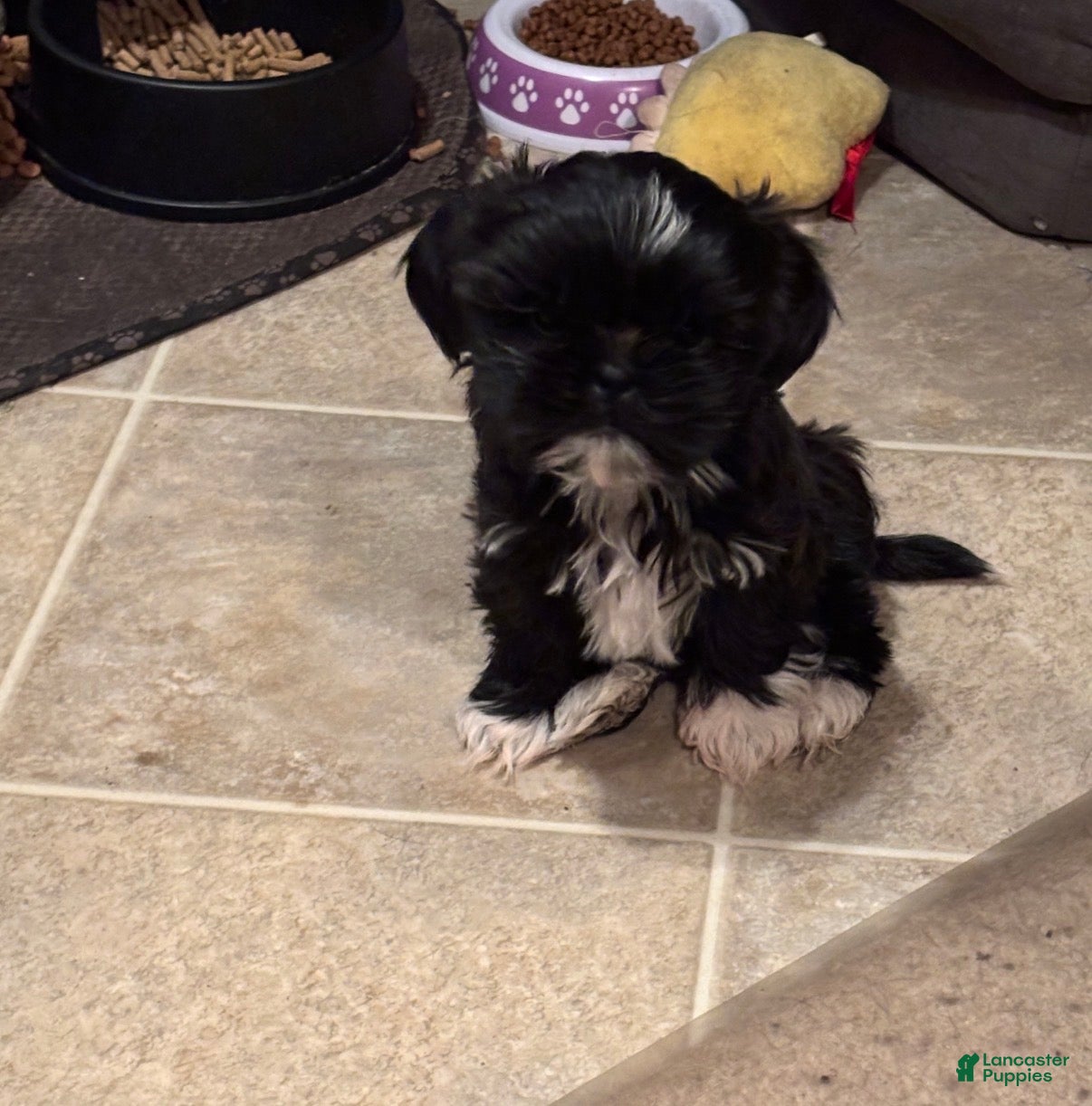 Shih Tzu dogs Diva - Ad 16
