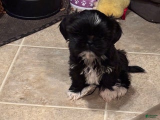 Shih Tzu dogs for sale: Diva - Ad 2