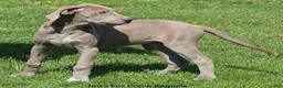Great Dane dogs for sale: Great Dane 2 - Ad 5