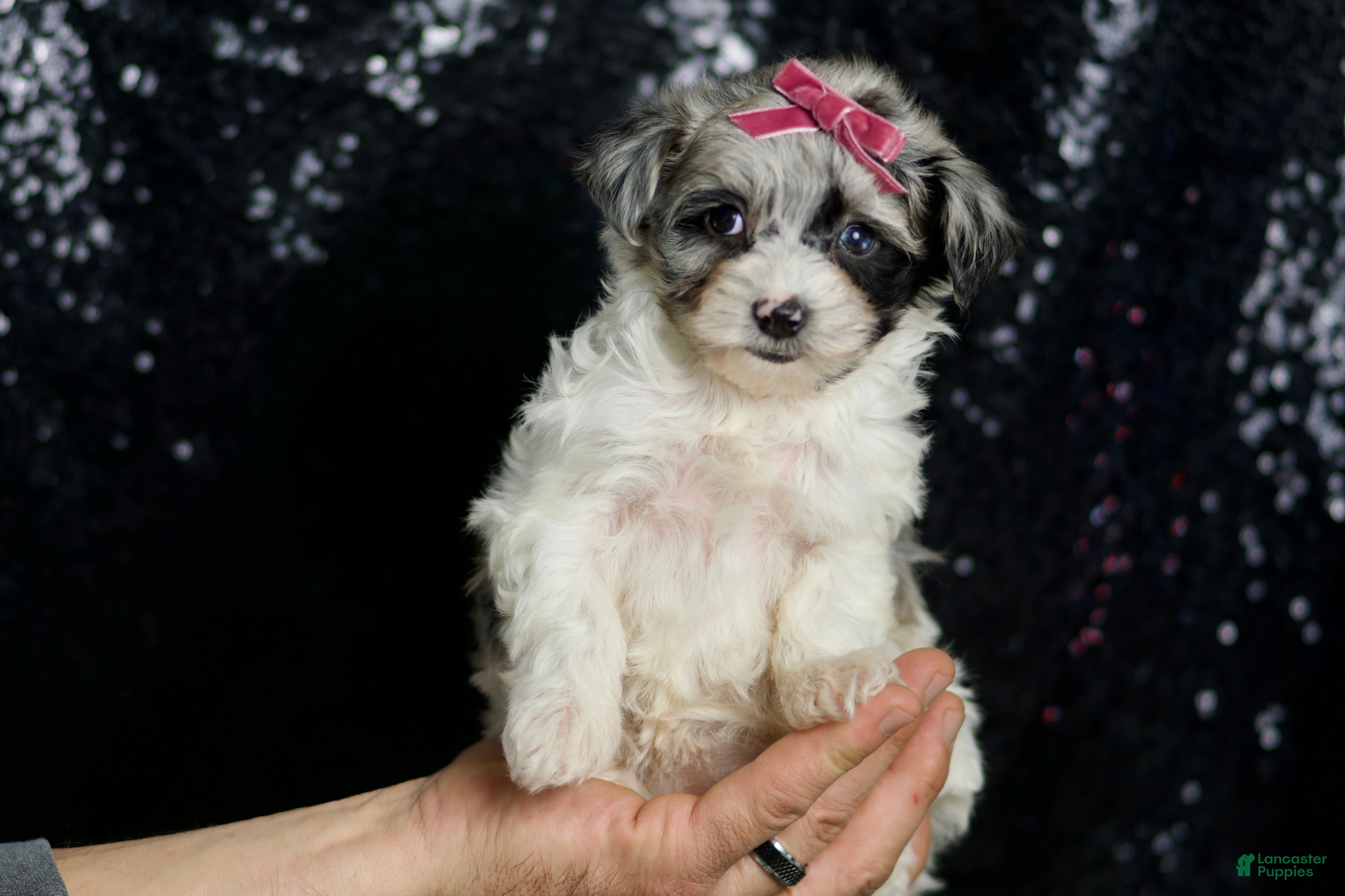 Maltipoo dogs Prada - Ad 2