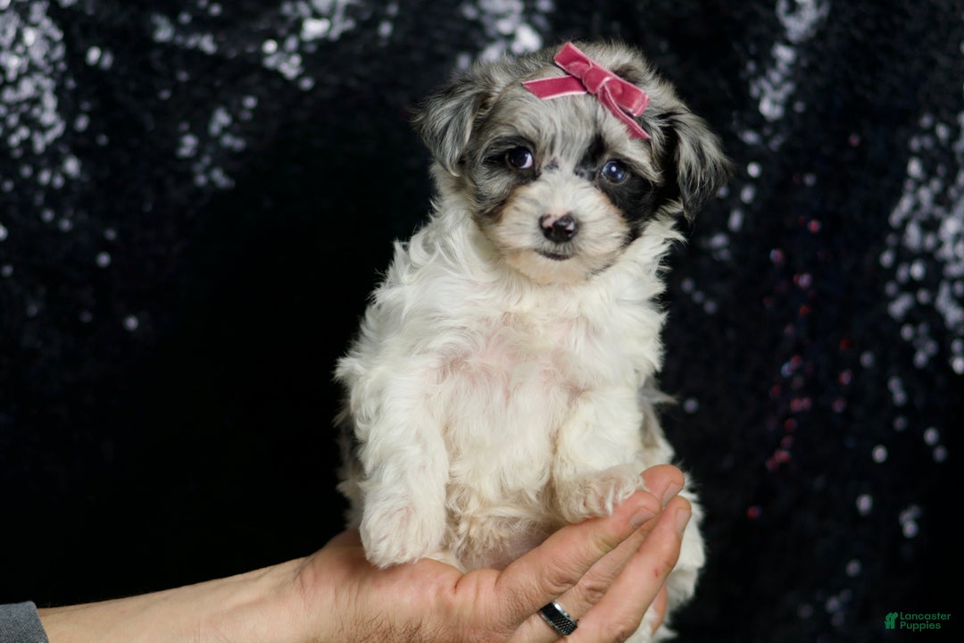 Maltipoo dogs for sale: Prada - Ad 1