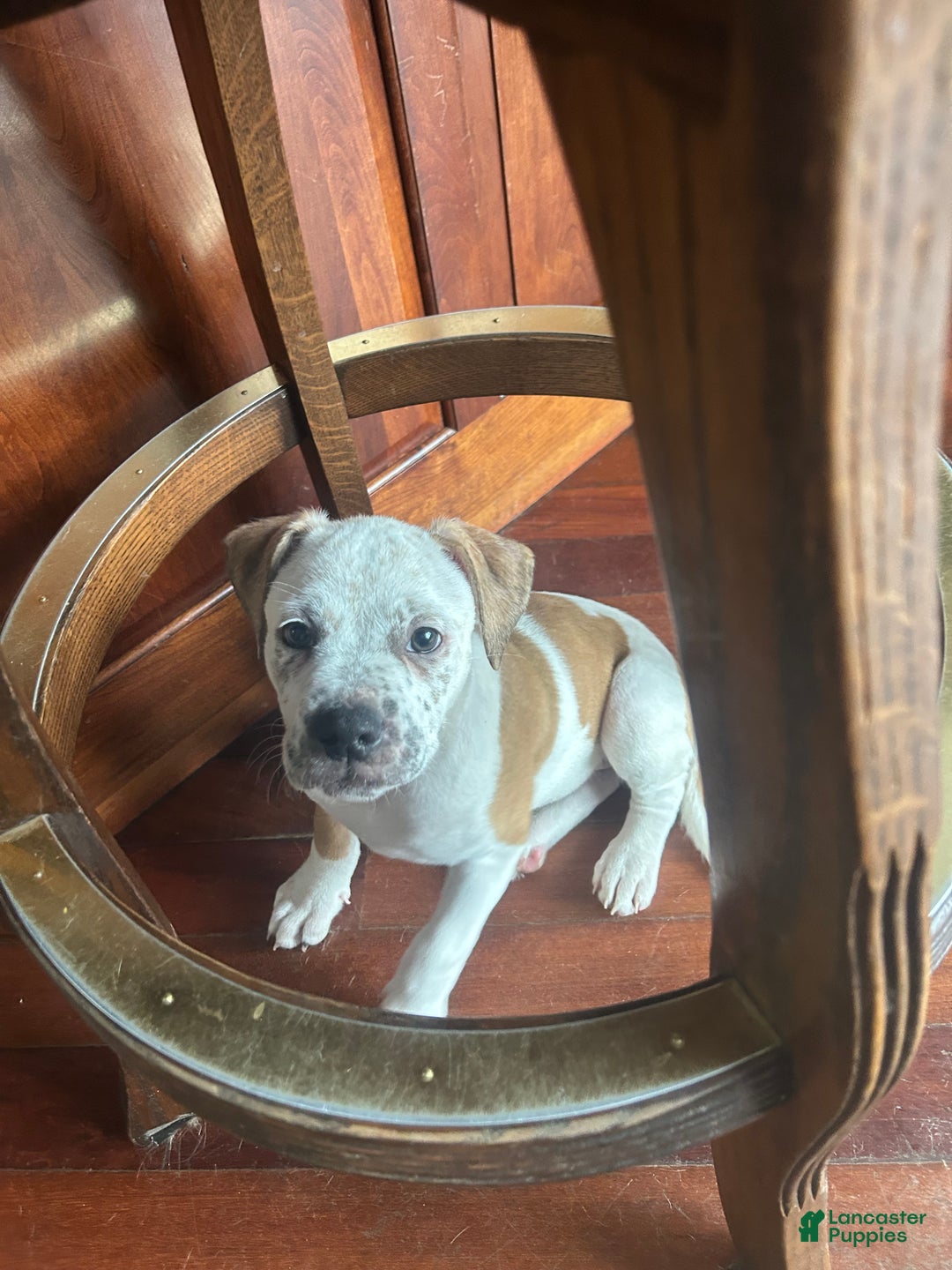 Mixed Breed dogs for sale: Mixed Breed Puppy 6 - Ad 25
